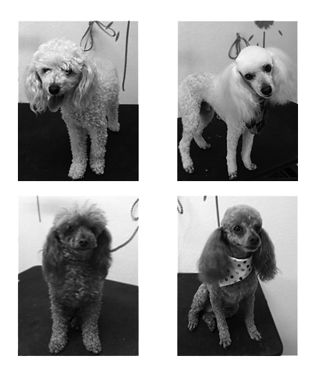 Grooming Before and After